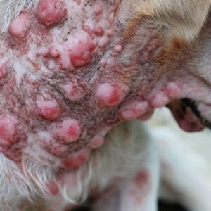 Choroby skóry u psów